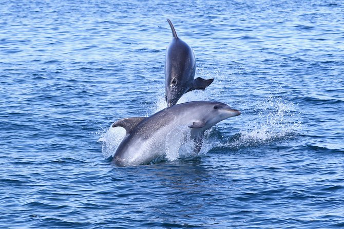 Dolphin Search - Dolphin Quest - Tour Overview