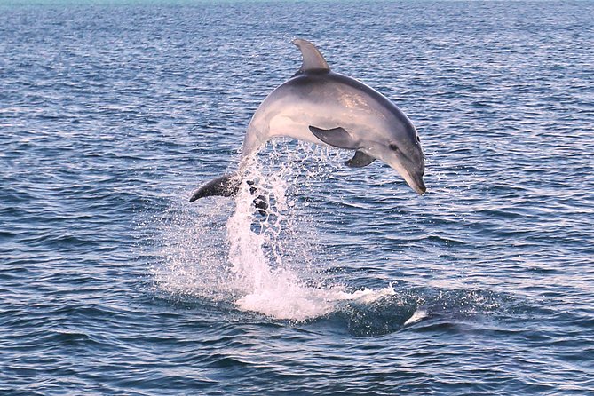 Dolphin Search - Dolphin Quest - Inclusions and Services
