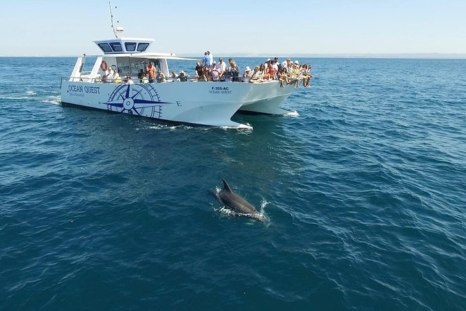 Dolphin Search - Dolphin Quest - Important Details
