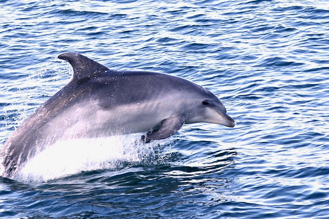Dolphin Search - Dolphin Quest - Booking Confirmation and Accessibility