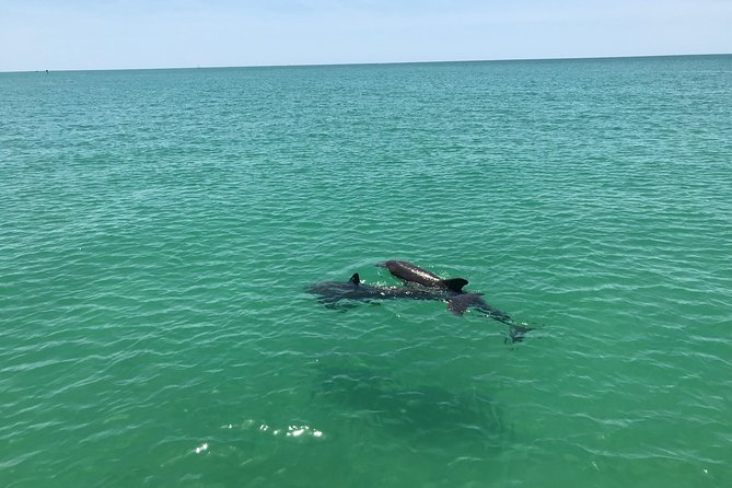 Dolphin Shelling Snorkeling Cruise in Tampa - Overview and Logistics