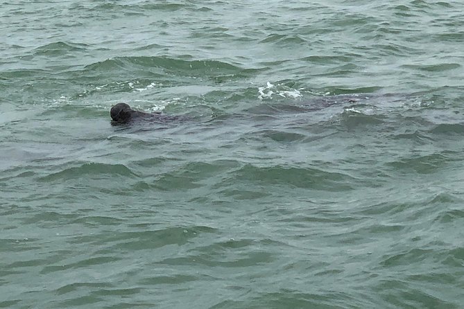 Dolphin Shelling Snorkeling Cruise in Tampa - Meeting Point and Parking Options