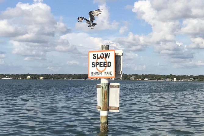 Dolphin Shelling Snorkeling Cruise in Tampa - Accessibility and Maximum Travelers
