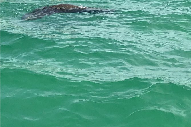 Dolphin Shelling Snorkeling Cruise in Tampa - Cancellation Policy