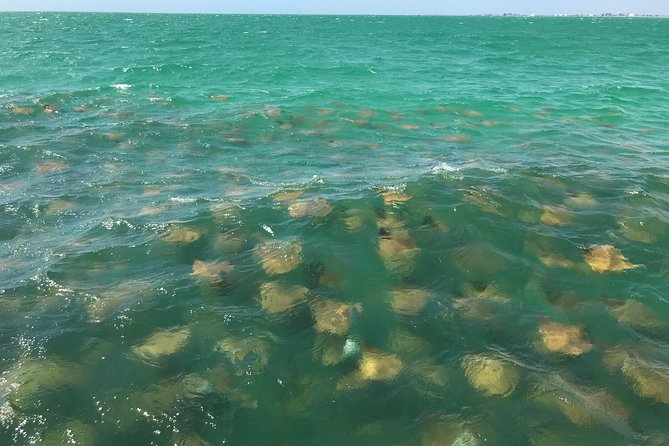 Dolphin Shelling Snorkeling Cruise in Tampa - Directions and Recommendations