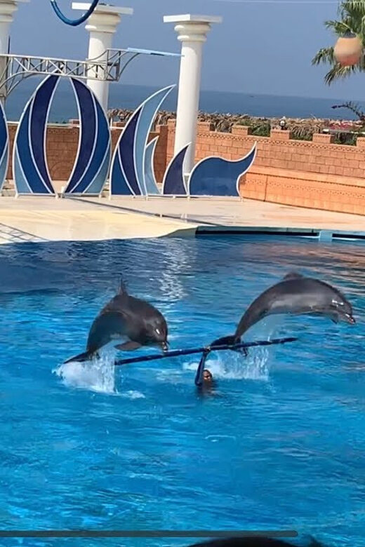 Dolphin Show Free Transfer From Alanya, Side, Kemer,Antalya - Good To Know