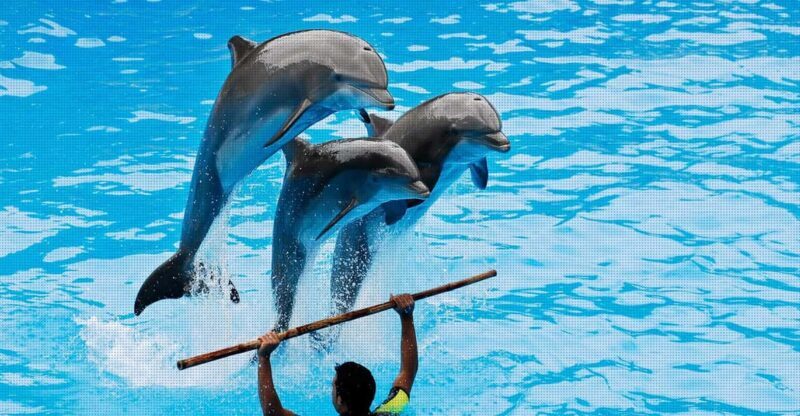 Dolphin Show Free Transfer From Alanya, Side, Kemer,Antalya - An In-Depth Look at the Dolphin Show Tour