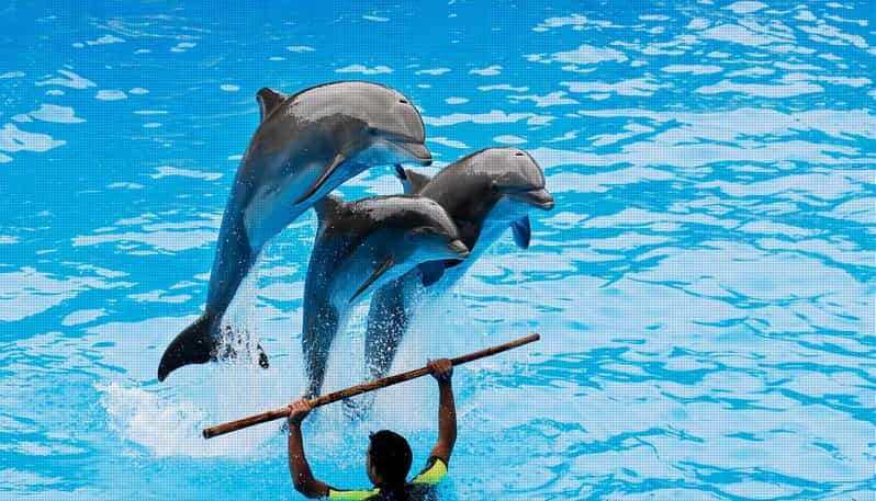 Dolphin Show Free Transfer From Alanya, Side, Kemer,Antalya - Final Thoughts