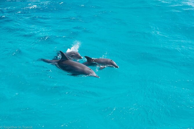 Dolphin Show From Hurghada - Transportation Details for the Show