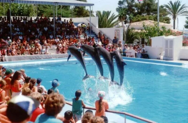 Dolphin Show Tour with Transfer from Alanya & Side - Good To Know