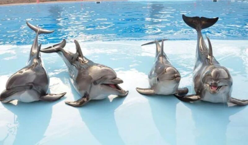 Dolphin Show Tour with Transfer from Alanya & Side - Is It Worth the Price?