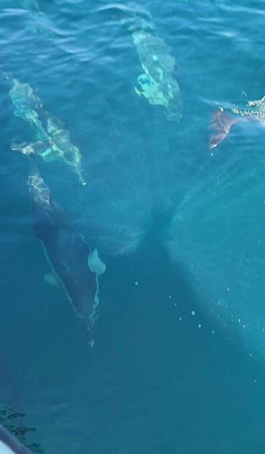 Dolphin Sighting, La Línea De La Concepción - Good To Know