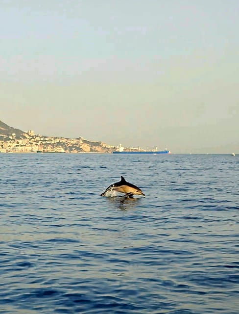 Dolphin Sighting, La Línea De La Concepción - Itinerary and Locations