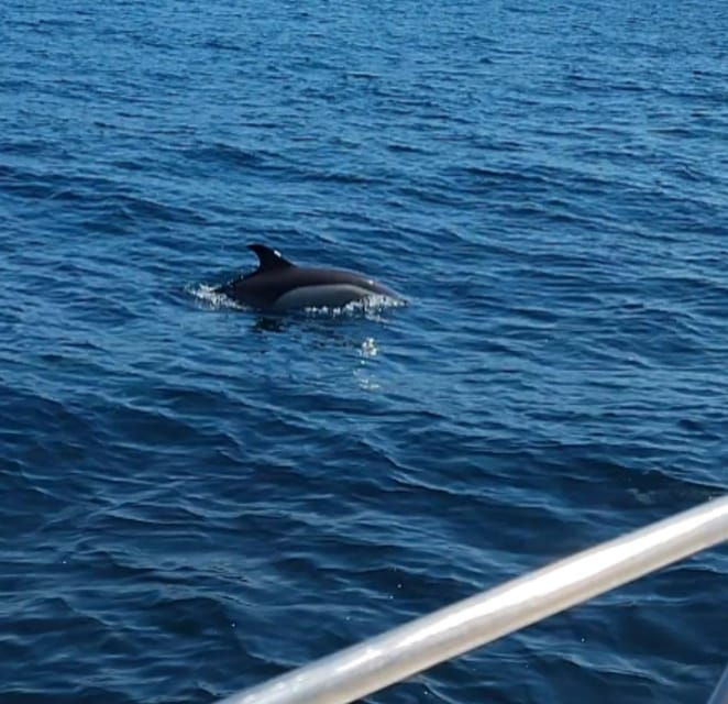 Dolphin Sighting, La Línea De La Concepción - Tour Inclusions and Comfort