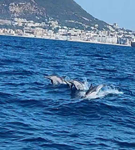 Dolphin Sighting, La Línea De La Concepción - Important Information and Restrictions
