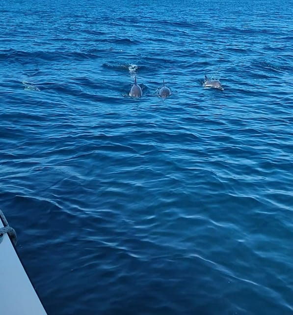 Dolphin Sighting, La Línea De La Concepción - Scenic Views and Landscapes