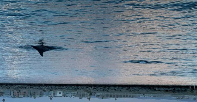 Dolphin Sightings Tour - Guided Tour Experience