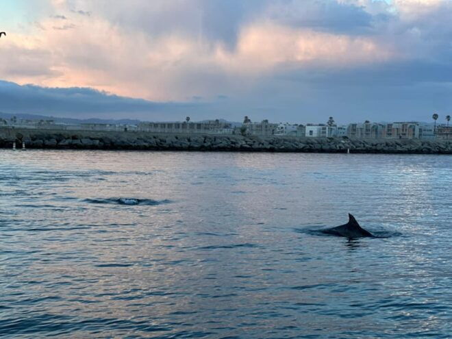 Dolphin Sightings Tour - Cancellation and Booking