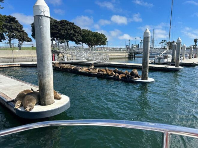 Dolphin Sightings Tour - Wildlife Viewing Highlights