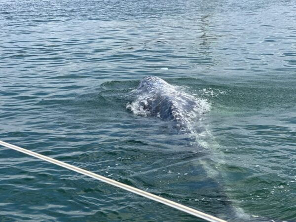 Dolphin Sightings Tour - Frequently Asked Questions