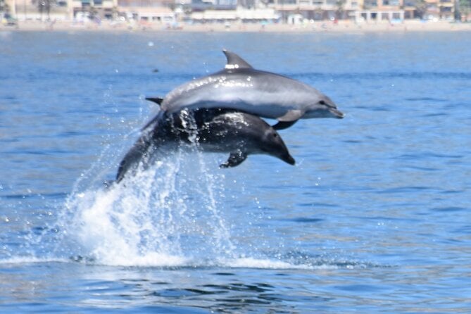 Dolphin Sightseeing Boat Tour From Benalmadena - Boat Trip Details