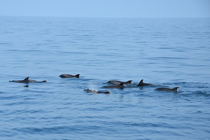 Dolphin Sightseeing Boat Tour From Benalmadena - Practical Information