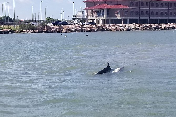 Dolphin Sightseeing Tour With Guide - Experience and Sights