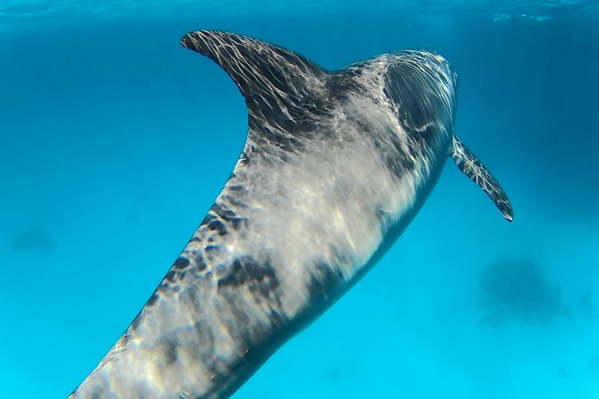Dolphin Snorkeling Tour From Hurghada, Makadi or El Gouna - Pricing and Booking