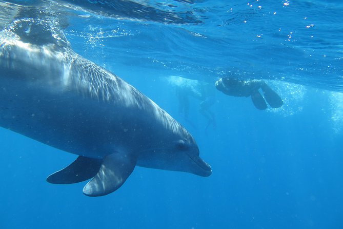 Dolphin Snorkeling Tour From Hurghada, Makadi or El Gouna - Tour Highlights and Experiences