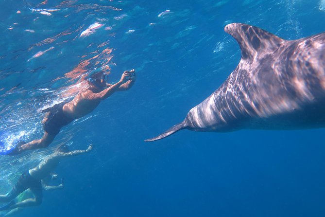 Dolphin Snorkeling Tour From Hurghada, Makadi or El Gouna - Weather Conditions and Suitability