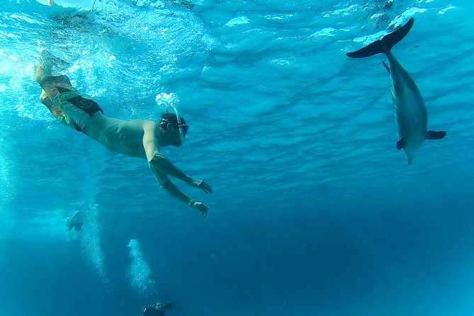 Dolphin Snorkeling Tour From Hurghada, Makadi or El Gouna - Common Questions