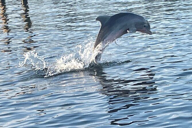 Dolphin Sunset Tour in Orange Beach - The Experience: What You Can Expect on the Dolphin Sunset Tour