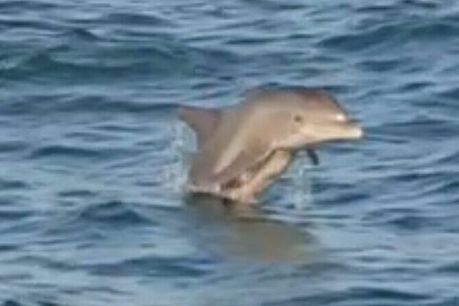 Dolphin Sunset Tour in Orange Beach - Final Thoughts