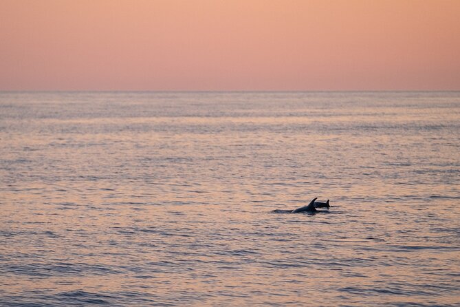 Dolphin & Sunset Tour With Brijuni Panorama - Booking Information