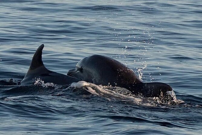 Dolphin & Sunset Tour With Brijuni Panorama - Customer Reviews
