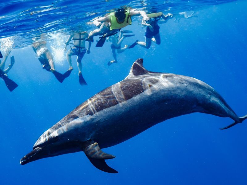 Dolphin Swim and Snorkel With Ocean Activities in Oahu - Key points to know before you go