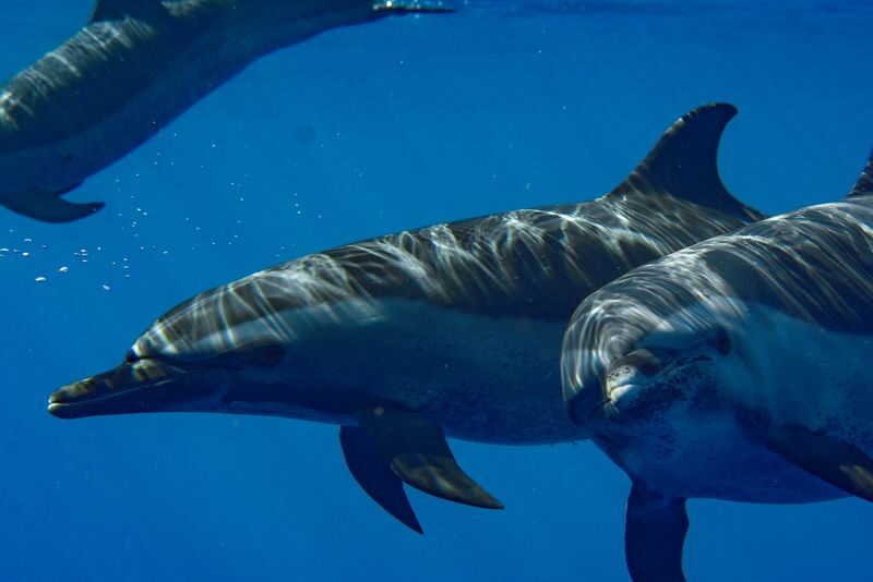 Dolphin Swim and Snorkel With Ocean Activities in Oahu - A west-coast dolphin swim, not a guaranteed close encounter
