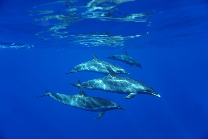 Dolphin Swim and Snorkel With Ocean Activities in Oahu - The slide and floating gear make time aboard count