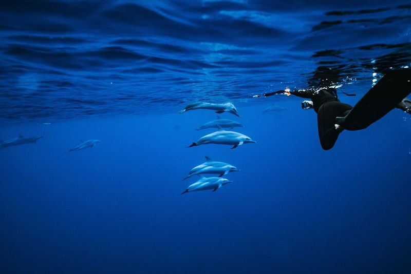 Dolphin Swim and Snorkel With Ocean Activities in Oahu - An Oli chant, lunch, and a long morning