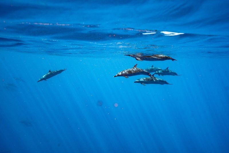 Dolphin Swim and Snorkel With Ocean Activities in Oahu - What the price includes, and where the value lies