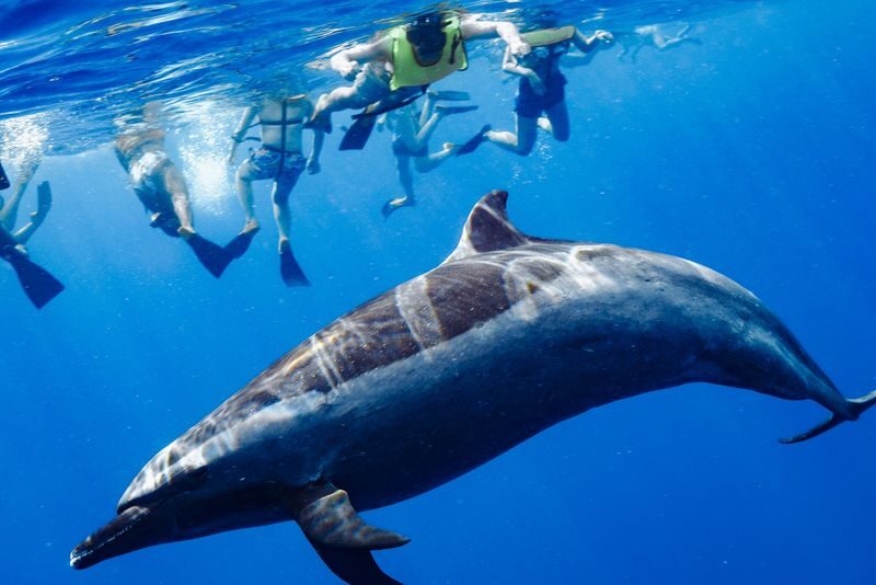 Dolphin Swim and Snorkel With Ocean Activities in Oahu - Who will get the most from this trip