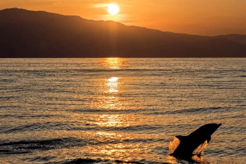 Dolphin Tour 85% chance - All inclusive Drinks + Dinner - An Introduction to the Croatian Dolphin Cruise