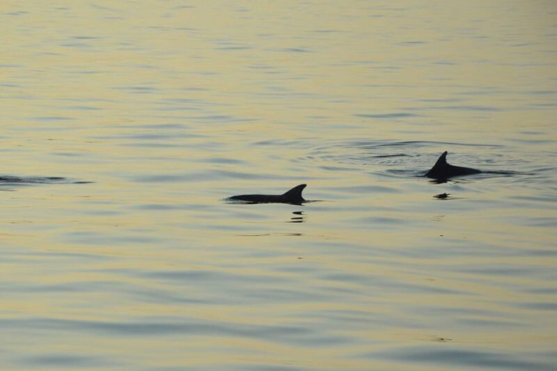 Dolphin Tour 85% chance - All inclusive Drinks + Dinner - Practical Details and Tips