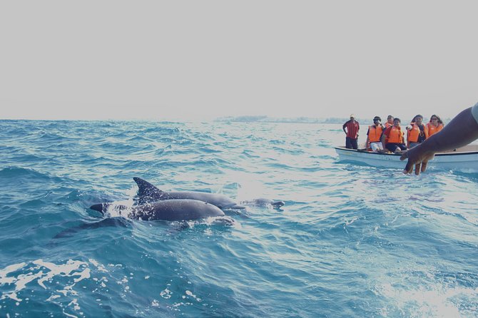 Dolphin Tour and Jozani Forest - Safety Guidelines