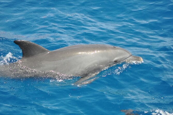 Dolphin Tour & Banana Boat Fun With Snorkeling From Hurghada - Traveler Photos and Reviews