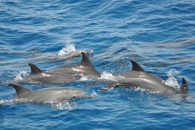 Dolphin Tour & Banana Boat Fun With Snorkeling From Hurghada - Inclusions