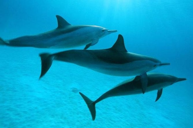 Dolphin Tour & Banana Boat Fun With Snorkeling From Hurghada - Common Questions