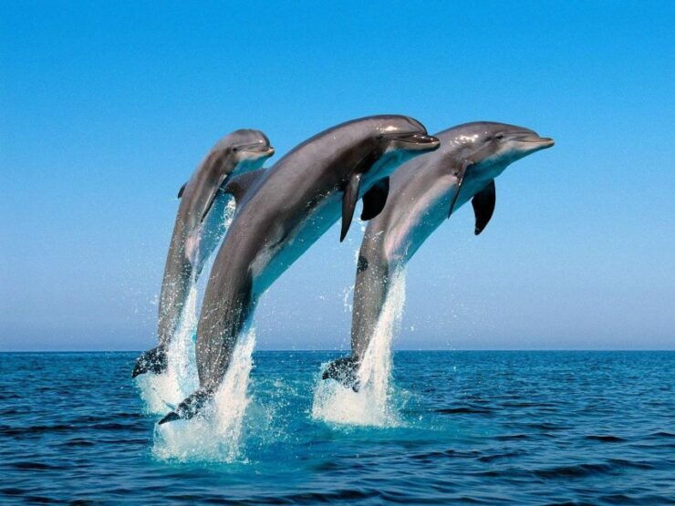 Dolphin Tour by Catamaran in Taormina - Booking Information