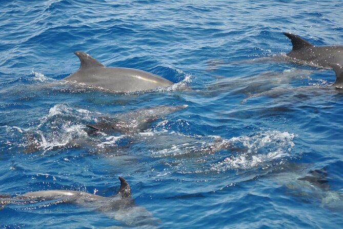 Dolphin Tour From El Gouna - Tour Highlights