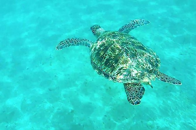 Dolphin Tour From El Gouna - Inclusions